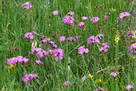 Lychnis flos-jovis